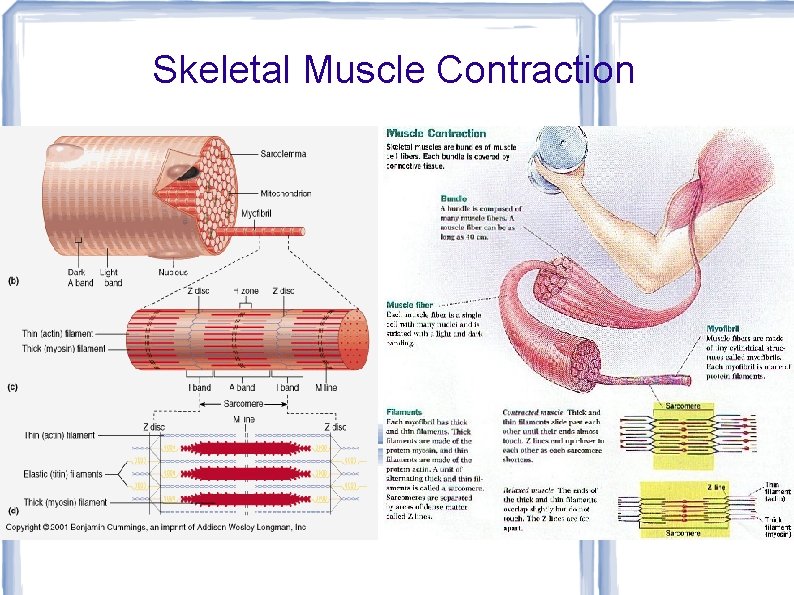 Skeletal Muscle Contraction 