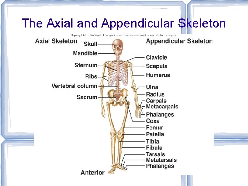 The Axial and Appendicular Skeleton 