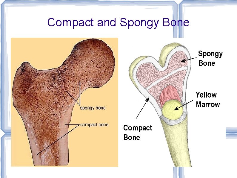 Compact and Spongy Bone 