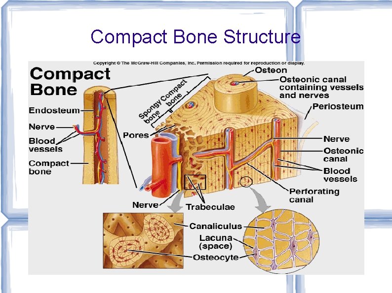 Compact Bone Structure 