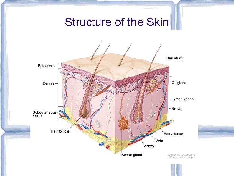 Structure of the Skin 
