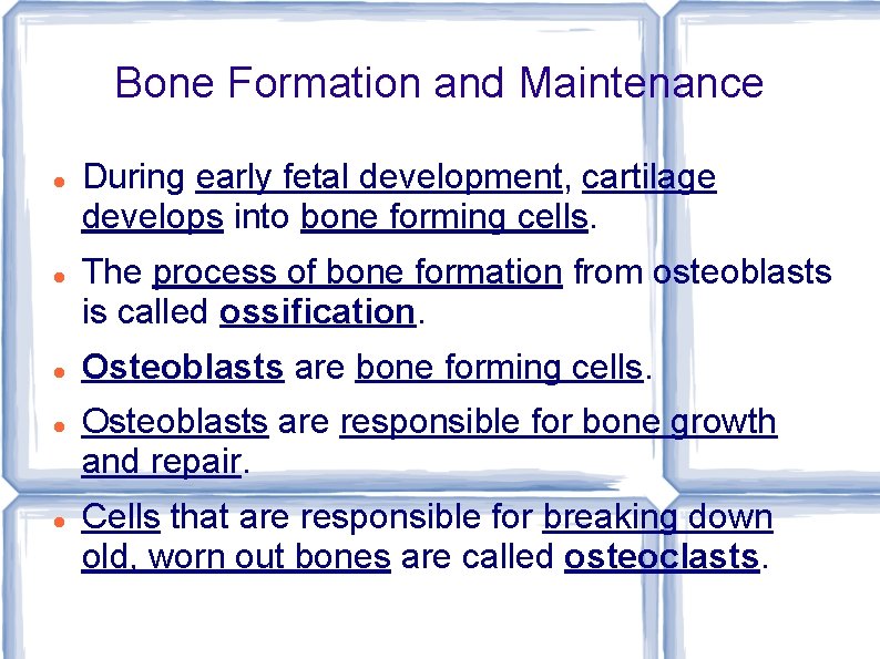Bone Formation and Maintenance During early fetal development, cartilage develops into bone forming cells.