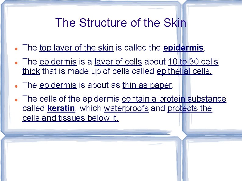 The Structure of the Skin The top layer of the skin is called the