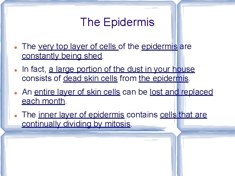 The Epidermis The very top layer of cells of the epidermis are constantly being