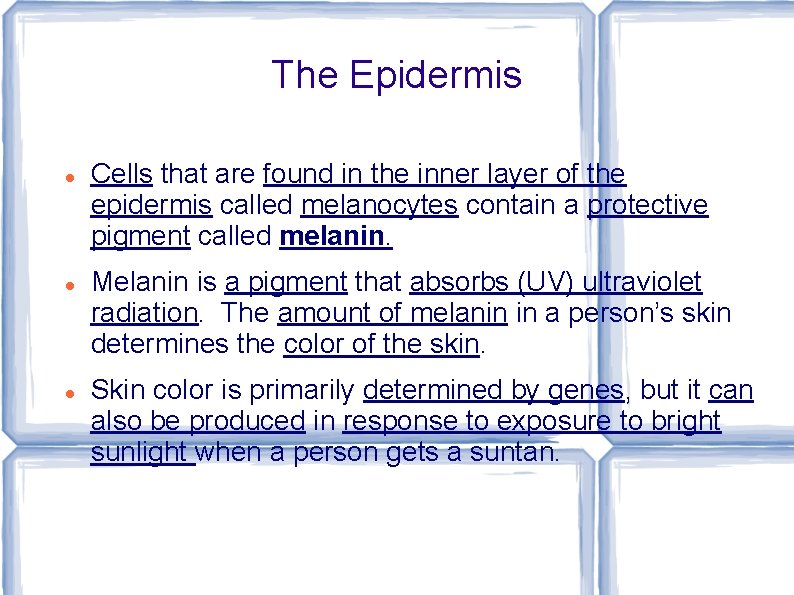 The Epidermis Cells that are found in the inner layer of the epidermis called