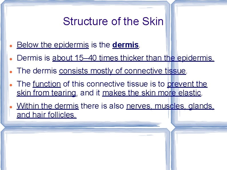 Structure of the Skin Below the epidermis is the dermis. Dermis is about 15–