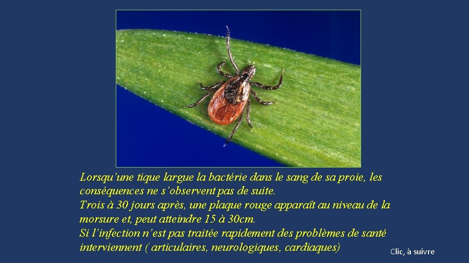 Lorsqu’une tique largue la bactérie dans le sang de sa proie, les conséquences ne