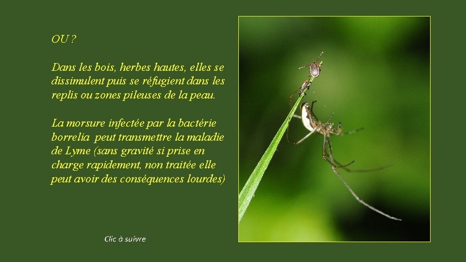 OU ? Dans les bois, herbes hautes, elles se dissimulent puis se réfugient dans