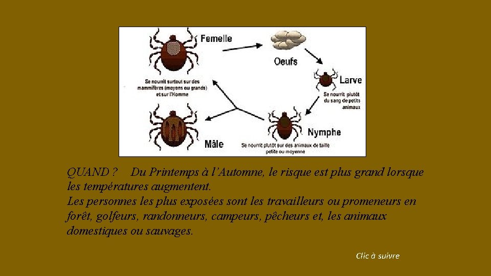 QUAND ? Du Printemps à l’Automne, le risque est plus grand lorsque les températures