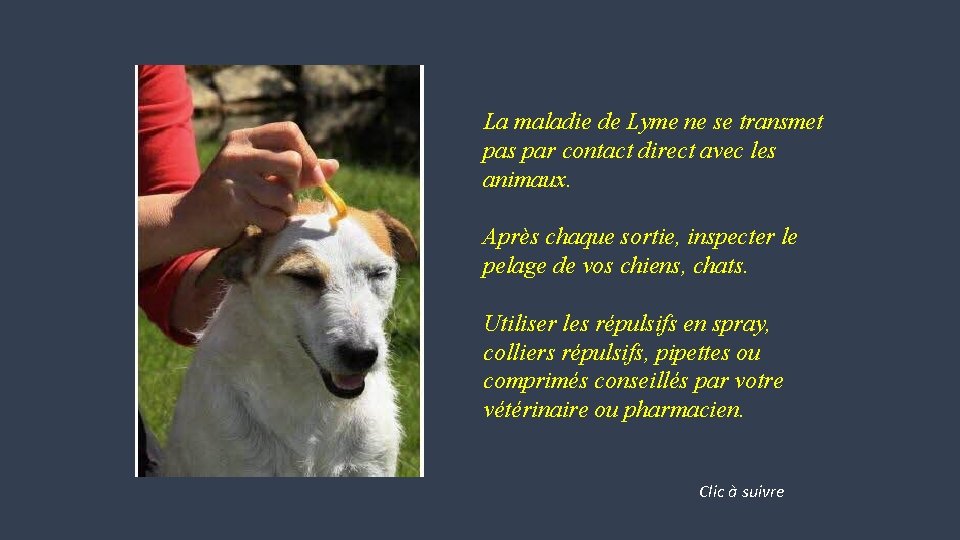 La maladie de Lyme ne se transmet pas par contact direct avec les animaux.