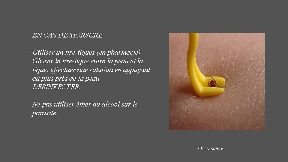 EN CAS DE MORSURE Utiliser un tire-tiques (en pharmacie) Glisser le tire-tique entre la