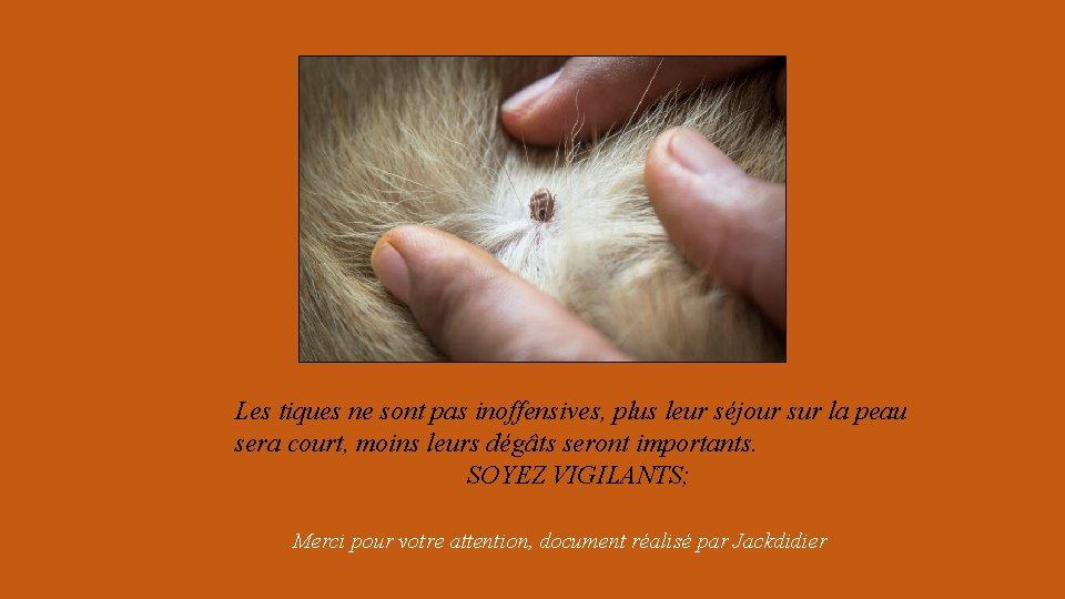 Les tiques ne sont pas inoffensives, plus leur séjour sur la peau sera court,