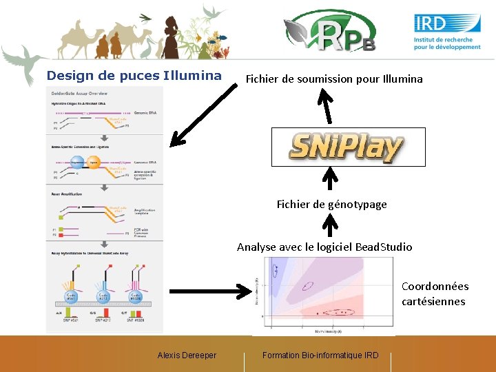 Design de puces Illumina Fichier de soumission pour Illumina Fichier de génotypage Analyse avec