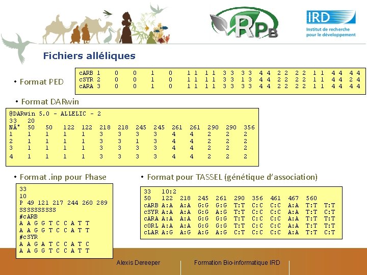 Fichiers alléliques • Format PED c. ARB 1 c. SYR 2 c. ARA 3