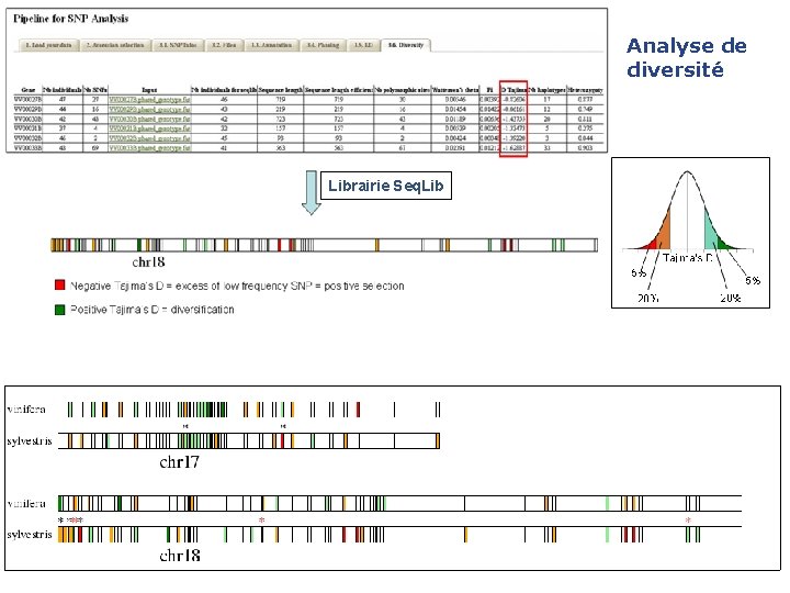 Analyse de diversité Librairie Seq. Lib 