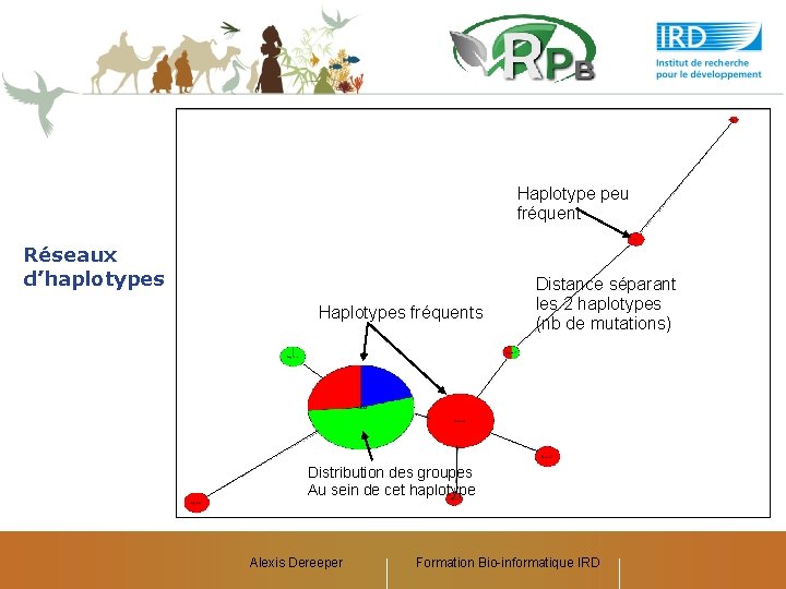Haplotype peu fréquent Réseaux d’haplotypes Haplotypes fréquents Distance séparant les 2 haplotypes (nb de