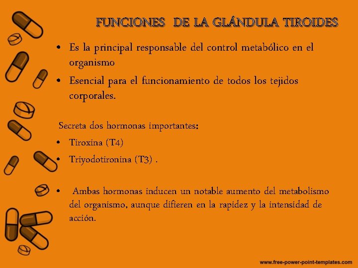 FUNCIONES DE LA GLÁNDULA TIROIDES • Es la principal responsable del control metabólico en