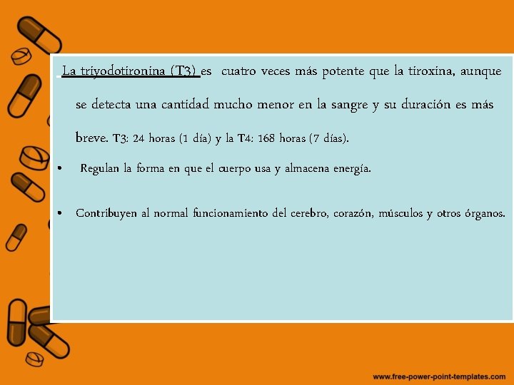 La triyodotironina (T 3) es cuatro veces más potente que la tiroxina, aunque se