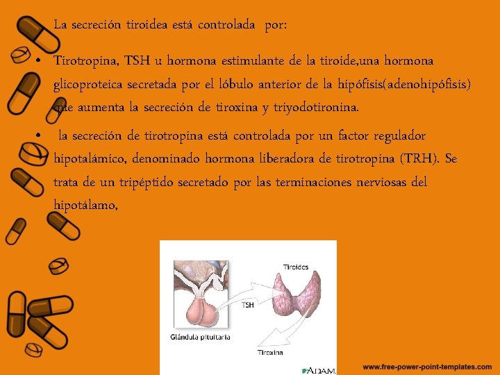 La secreción tiroidea está controlada por: • Tirotropina, TSH u hormona estimulante de la