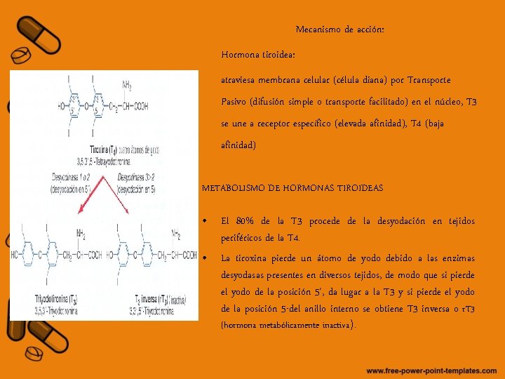 Mecanismo de acción: Hormona tiroidea: atraviesa membrana celular (célula diana) por Transporte Pasivo (difusión