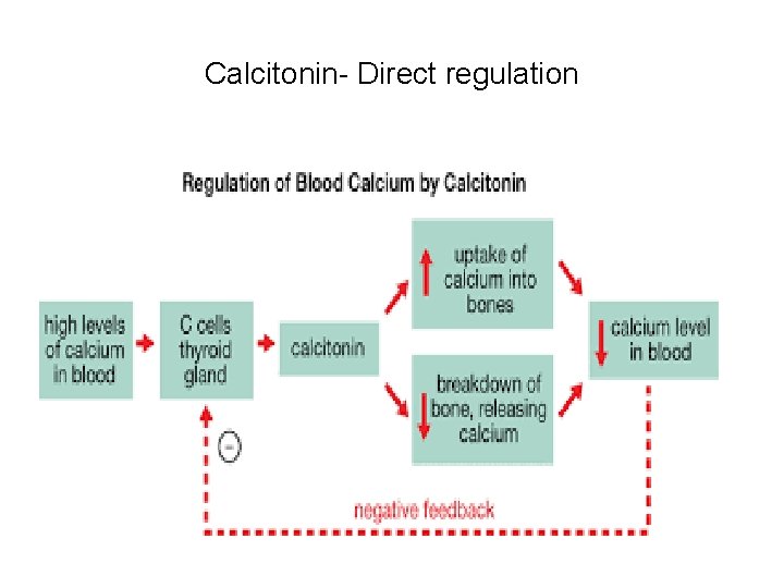 Calcitonin- Direct regulation 