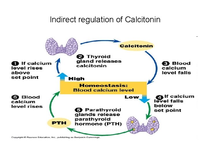 Indirect regulation of Calcitonin 