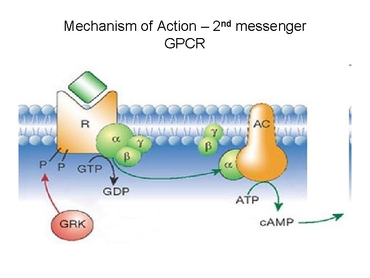 Mechanism of Action – 2 nd messenger GPCR 