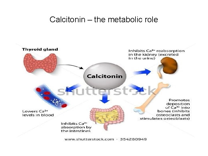 Calcitonin – the metabolic role 