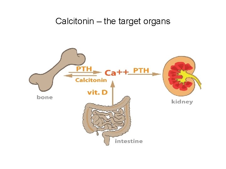 Calcitonin – the target organs 