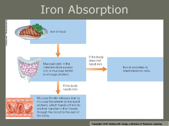 Iron Absorption Copyright 2005 Wadsworth Group, a division of Thomson Learning 