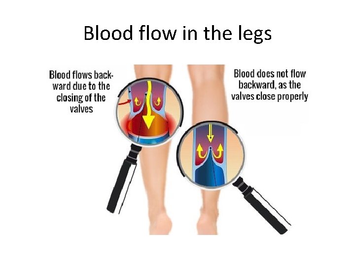 Blood flow in the legs 