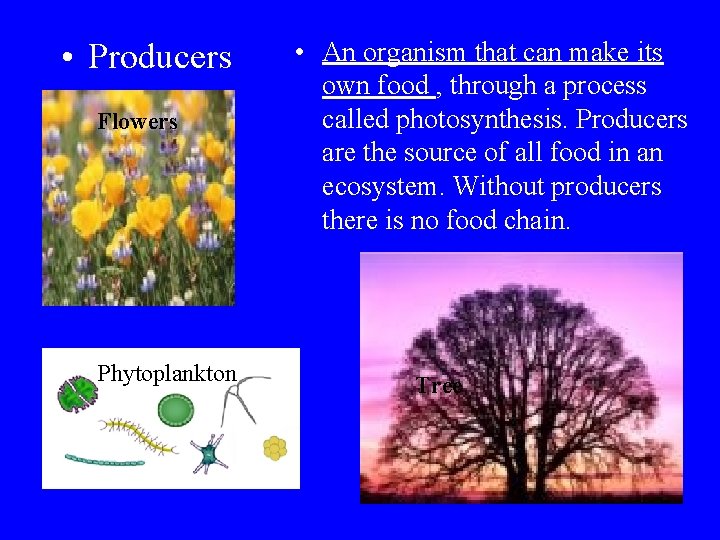  • Producers Flowers Phytoplankton • An organism that can make its own food