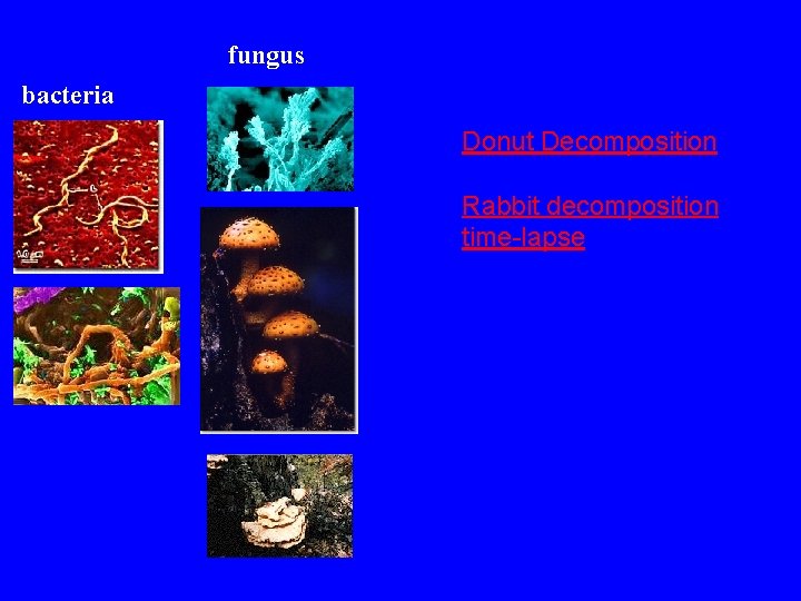 fungus bacteria Donut Decomposition Rabbit decomposition time-lapse 