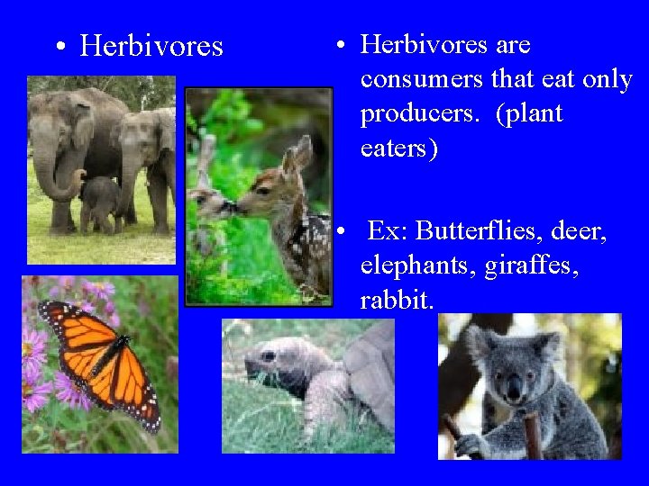  • Herbivores are consumers that eat only producers. (plant eaters) • Ex: Butterflies,