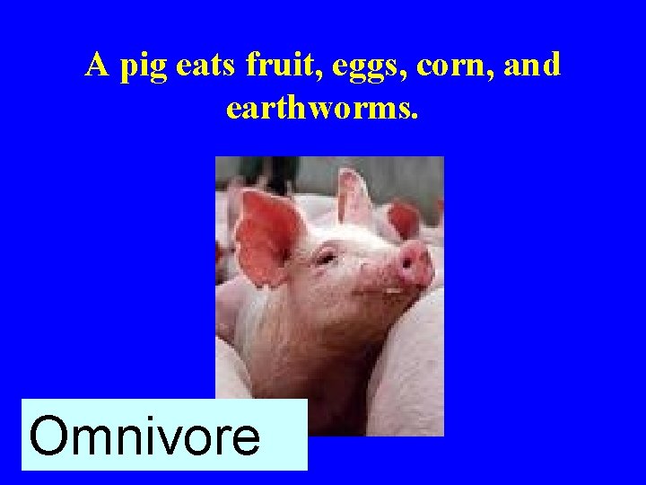 A pig eats fruit, eggs, corn, and earthworms. Omnivore 