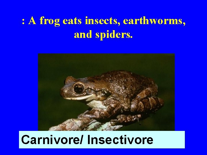 : A frog eats insects, earthworms, and spiders. Carnivore/ Insectivore 