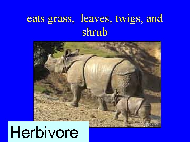 eats grass, leaves, twigs, and shrub Herbivore 