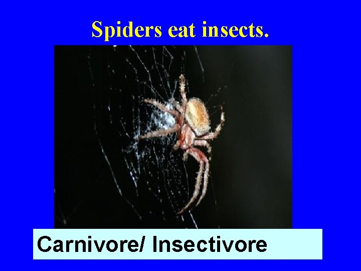 Spiders eat insects. Carnivore/ Insectivore 