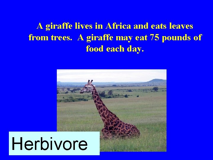 A giraffe lives in Africa and eats leaves from trees. A giraffe may eat