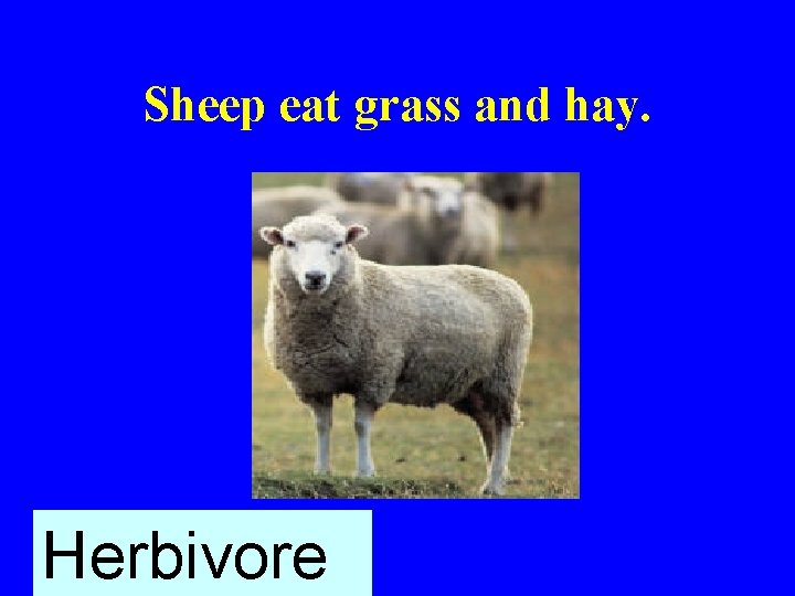 Sheep eat grass and hay. Herbivore 