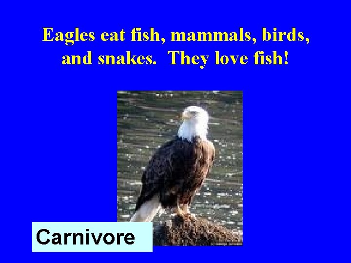 Eagles eat fish, mammals, birds, and snakes. They love fish! Carnivore 