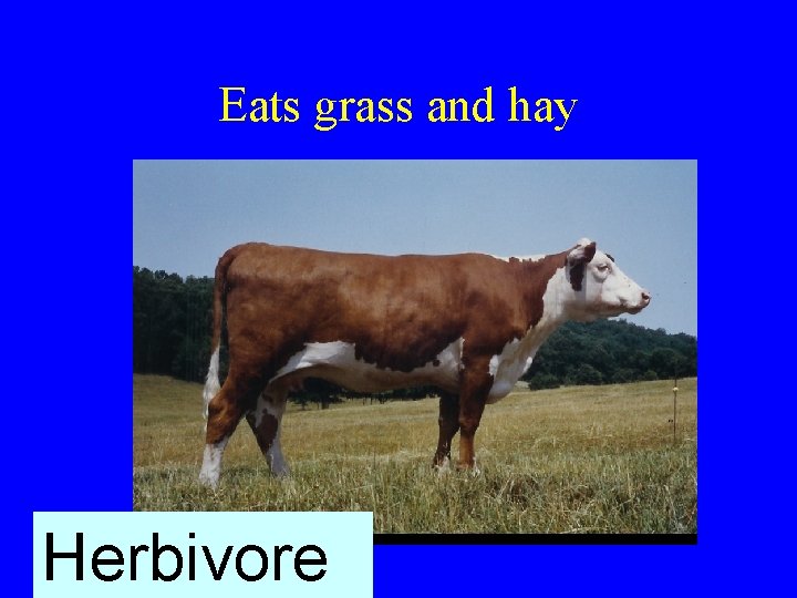 Eats grass and hay Herbivore 