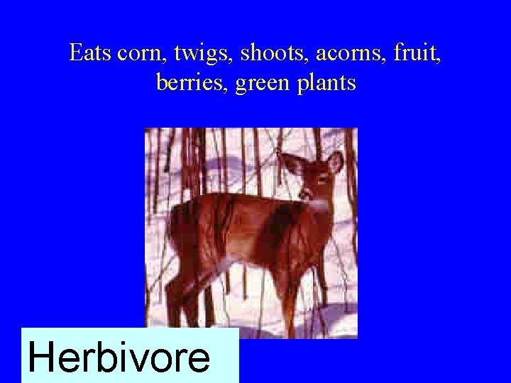 Eats corn, twigs, shoots, acorns, fruit, berries, green plants Herbivore 