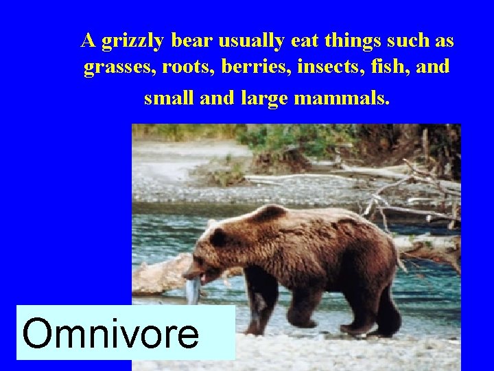 A grizzly bear usually eat things such as grasses, roots, berries, insects, fish, and