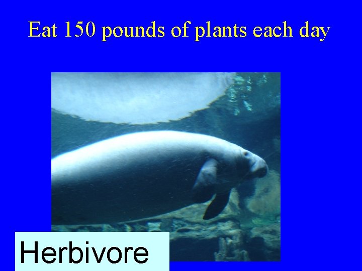 Eat 150 pounds of plants each day Herbivore 