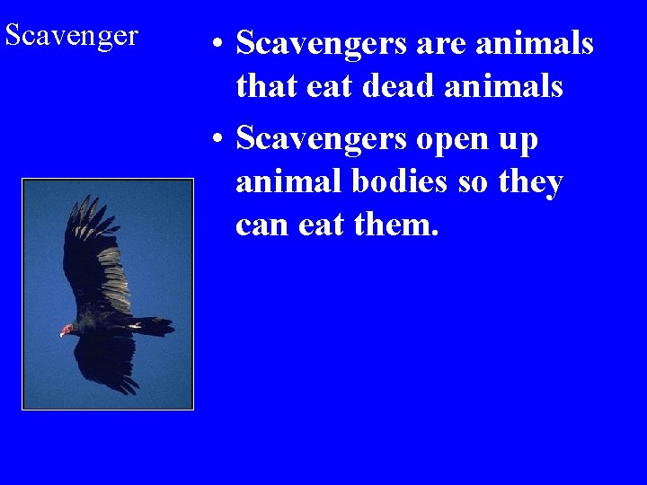 Scavenger • Scavengers are animals that eat dead animals • Scavengers open up animal