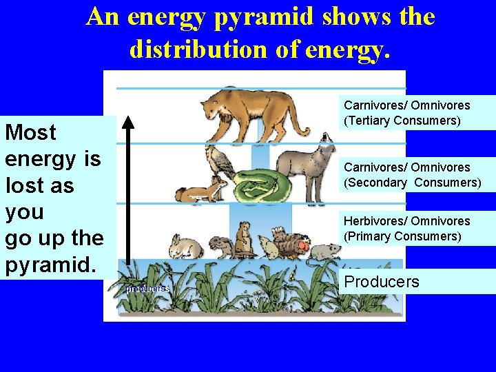 An energy pyramid shows the distribution of energy. Most energy is lost as you