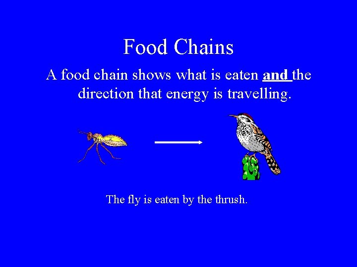 Food Chains A food chain shows what is eaten and the direction that energy