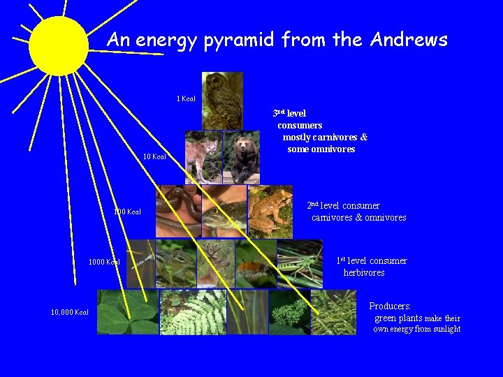 An energy pyramid from the Andrews 1 Kcal 1000 Kcal 10, 000 Kcal 3
