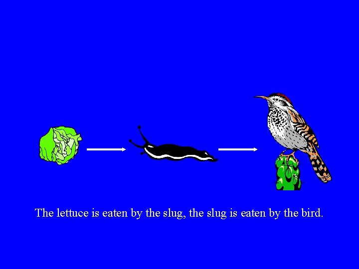 The lettuce is eaten by the slug, the slug is eaten by the bird.
